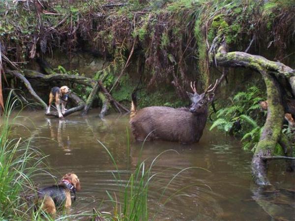 Good Bail up photo of a small Sambar stag and Beagles in river.