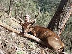 Huge Sambar Stag taken recently by a lucky hunter.