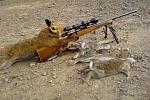 foxhunting remington 700..napredna lisica ni kej ;)
