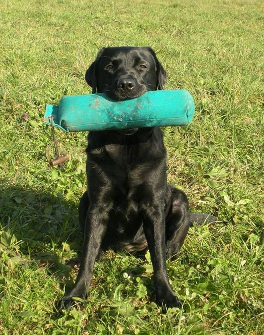 Labrador
