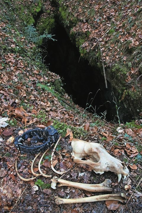 TinaOkostje
