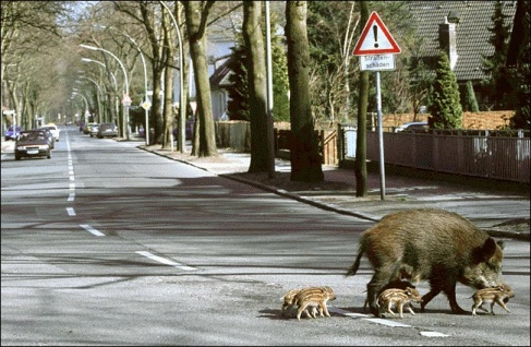 WildBoarsBerlin