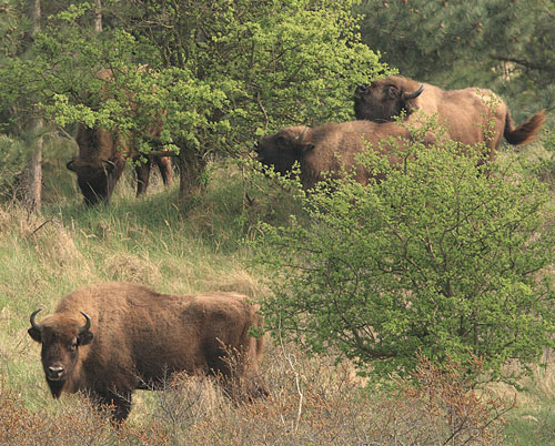E Wisent