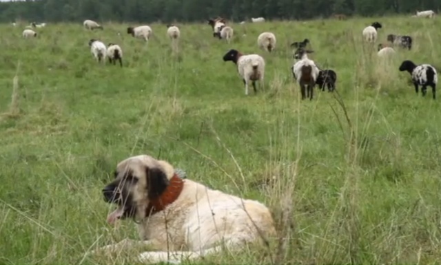Kangal