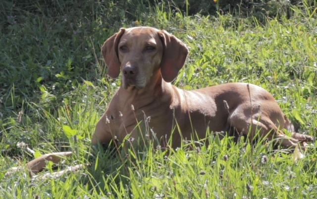 Vizla