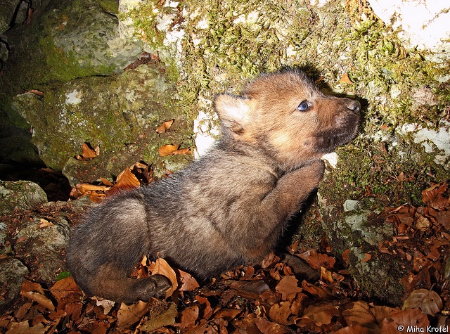 wolfPupDen