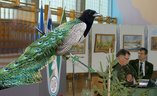 Peacock