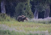 IMG_3845s_copy.jpg