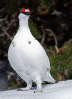 IMG_7795.jpg