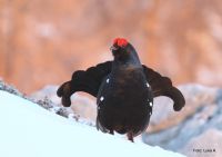 IMG_9514.JPG