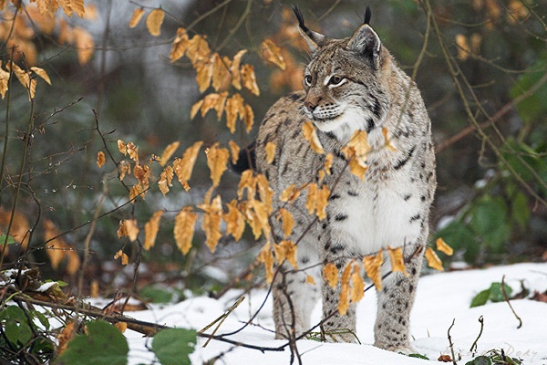 SwissLynx
