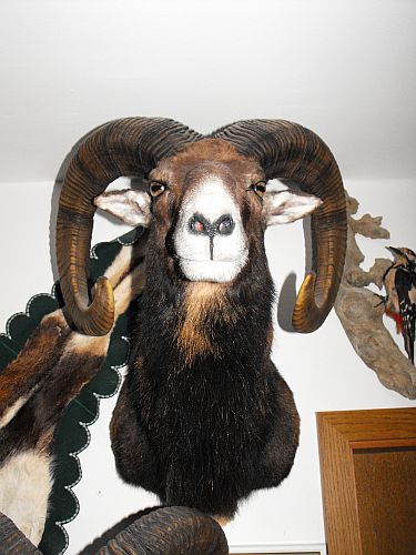 muflon1