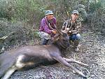 Very large bodied stag. 
Estimated weight 300 kg. 
Our biggest stag taken so far this year.
