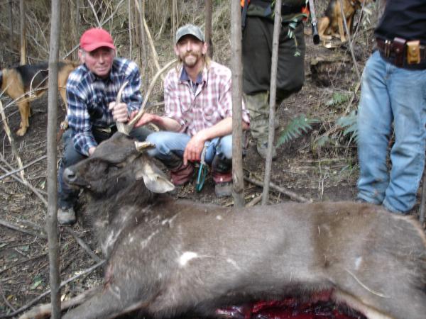 Very large body with lots of scars from fighting with other stags