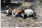 Some Goats caught with Pig Dogs in New South Wales.