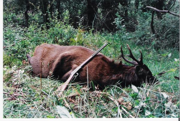 Sambar Stag.