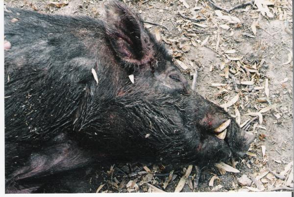 Close up of Boar.