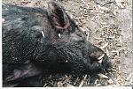 Close up of Boar.