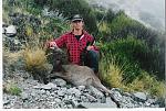 Young Himalayin Bull Thar taken by me in the South Island of New Zeland 12 years ago.