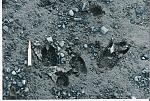 Fresh Bull Thar tracks, cartridge is .300 Weatherby Magnum.