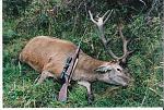 14 point Red Stag taken by me with .300 Weatherby Magnum on the South Island of New Zealand.
