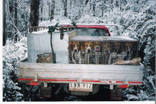 The good old Fox Hounds.