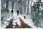Hunting in the snow in the Victorian High Country.