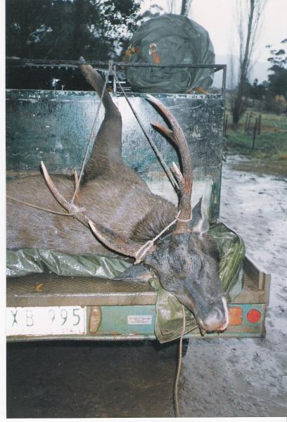 A good Sambar Stag.