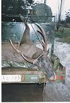 A good Sambar Stag.