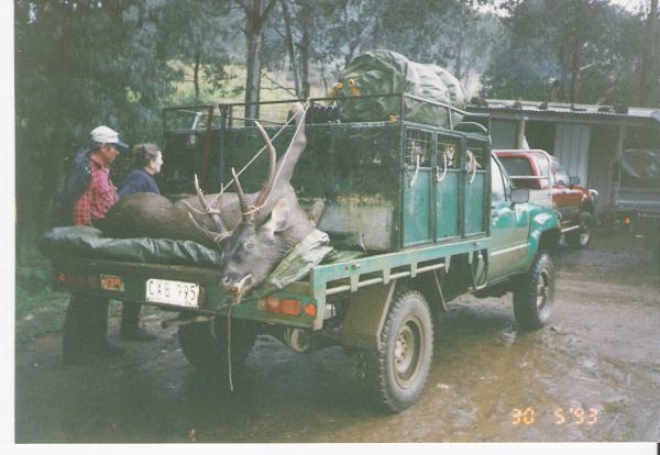 A good Sambar Stag Taken by G.Maggs Crew during the days when we could use Fox Hounds.