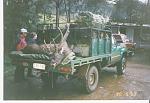 A good Sambar Stag Taken by G.Maggs Crew during the days when we could use Fox Hounds.