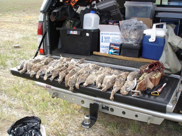 A Good Bag of Stubble Quail