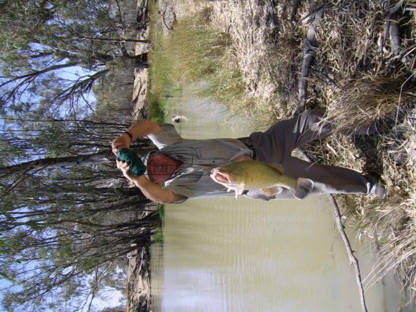 The Old Man with a Murray Cod