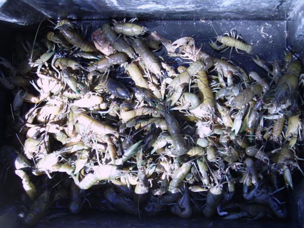 A Bin Of Freshwater Yabbies.