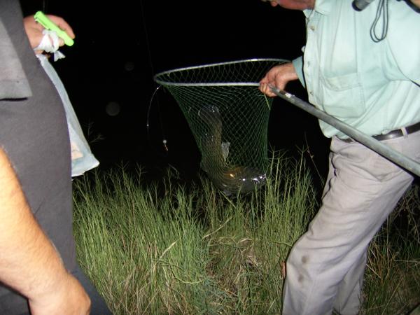 The old man landing a Murray Cod that i caught.