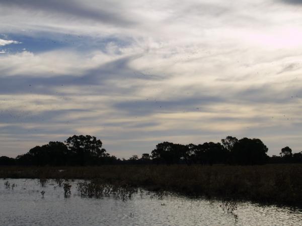 Look Hard! All those black dots are Ducks. 5 Shooters in 2 days, we shot over 300 Ducks on these old rice fields