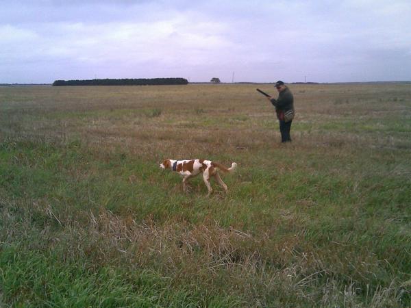 Diesels the Brittany Spainels first point on Quail.