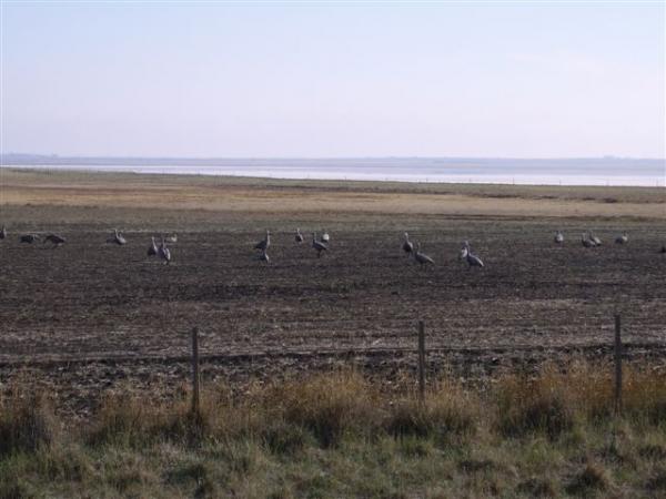Photo i took of Cape Barren Geese.