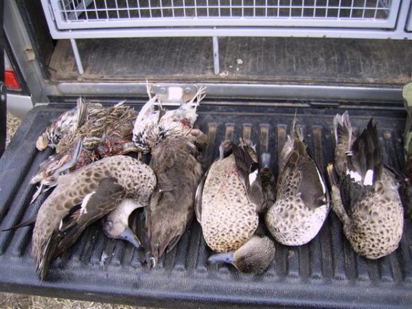 Ducks & Quail.