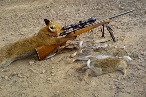 foxhunting remington 700..napredna lisica ni kej ;)