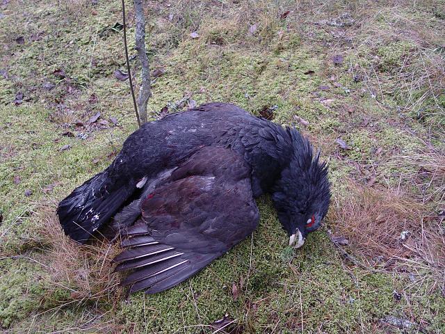 Click image for larger version.&nbsp;

Name:	DSC02369.jpg&nbsp;
Views:	494&nbsp;
Size:	499.6 KB&nbsp;
ID:	13975