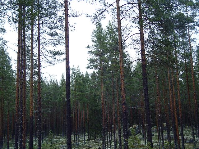 Click image for larger version.&nbsp;

Name:	DSC02423.jpg&nbsp;
Views:	349&nbsp;
Size:	408.9 KB&nbsp;
ID:	13977