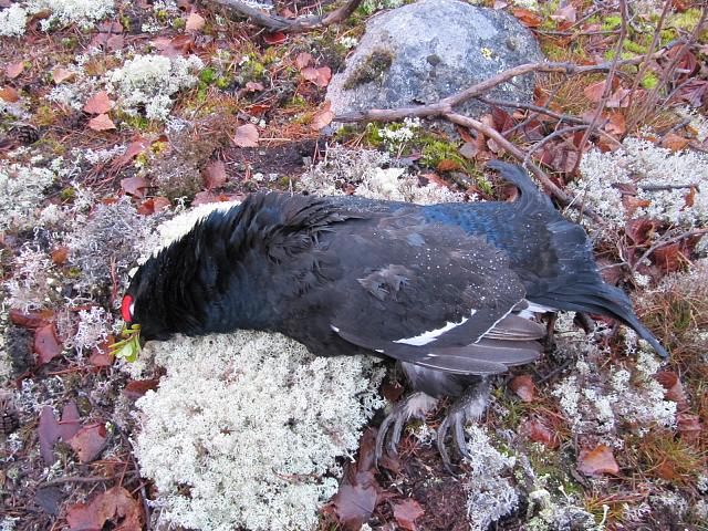 Click image for larger version.&nbsp;

Name:	IMG_0909.JPG&nbsp;
Views:	469&nbsp;
Size:	958.1 KB&nbsp;
ID:	13980