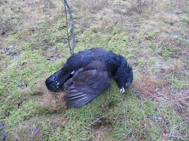 Click image for larger version.&nbsp;

Name:	IMG_0920.JPG&nbsp;
Views:	443&nbsp;
Size:	1.04 MB&nbsp;
ID:	13981