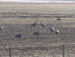 Large Cape Barren Geese.