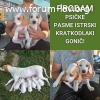 Prodam psičke pasme kratkodlaki istrski gonič!